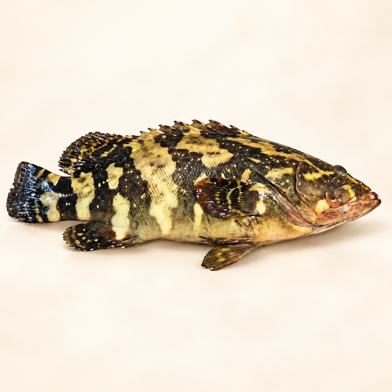 鮮凍龍虎斑，商品照片